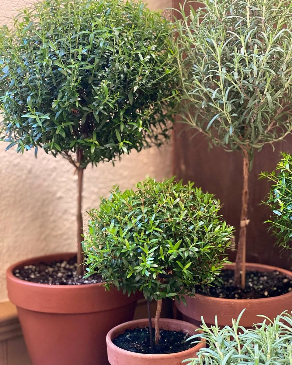 hollowed log with herbs like basil