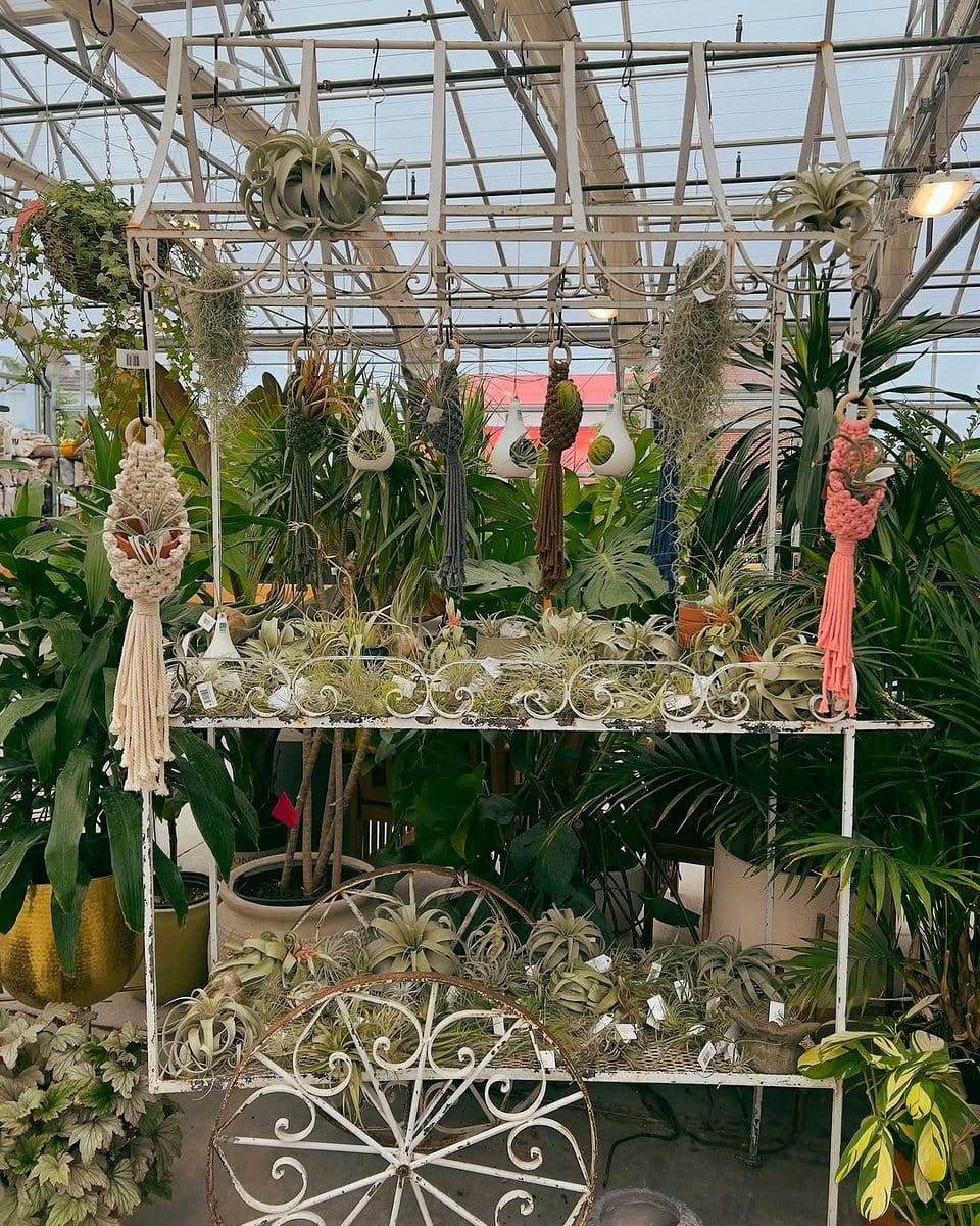 hanging macrame with Tillandsia