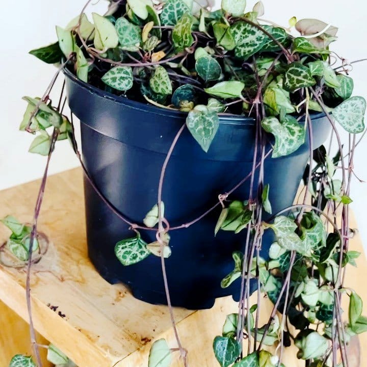string of hearts cascading from a hanging pot