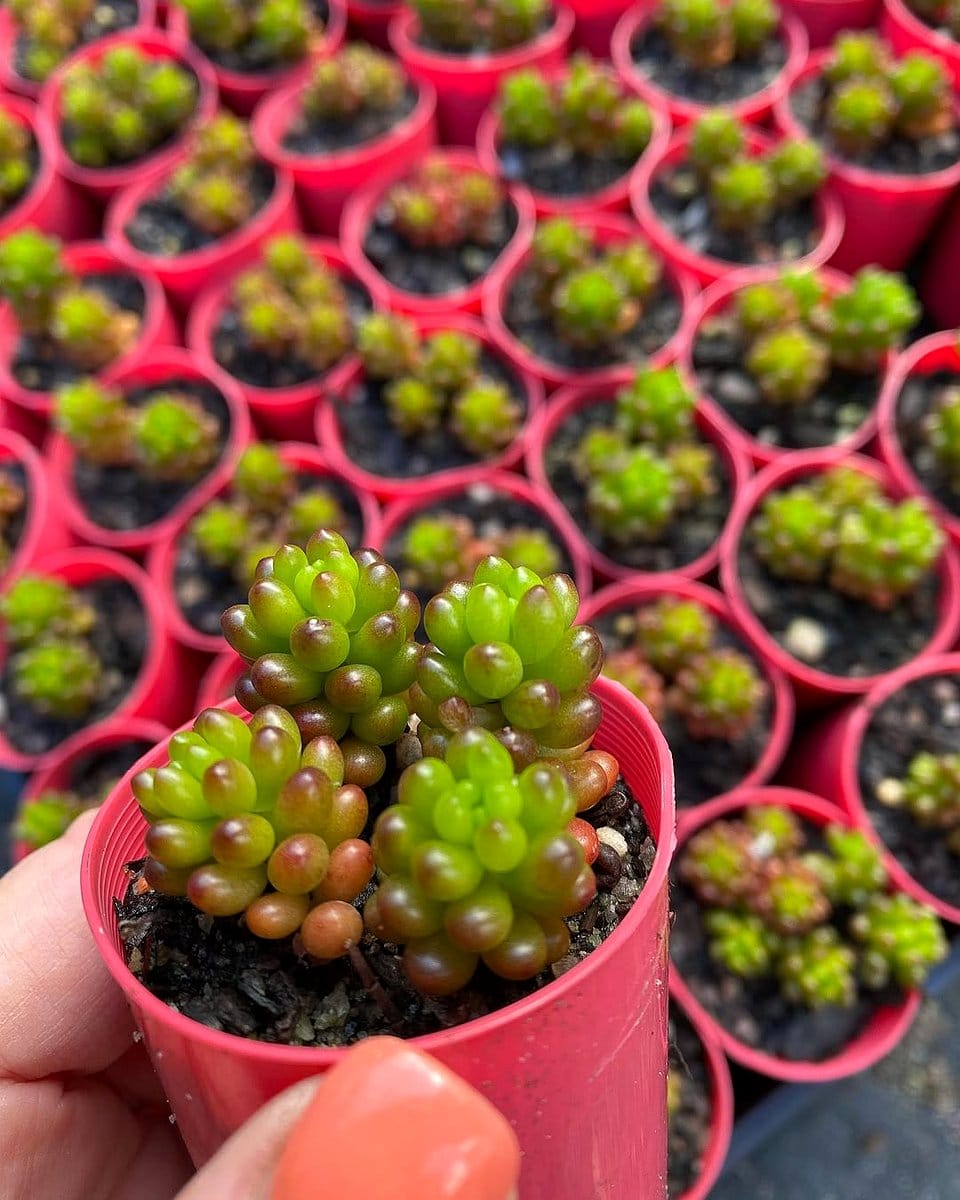 jelly bean plant in sunlight