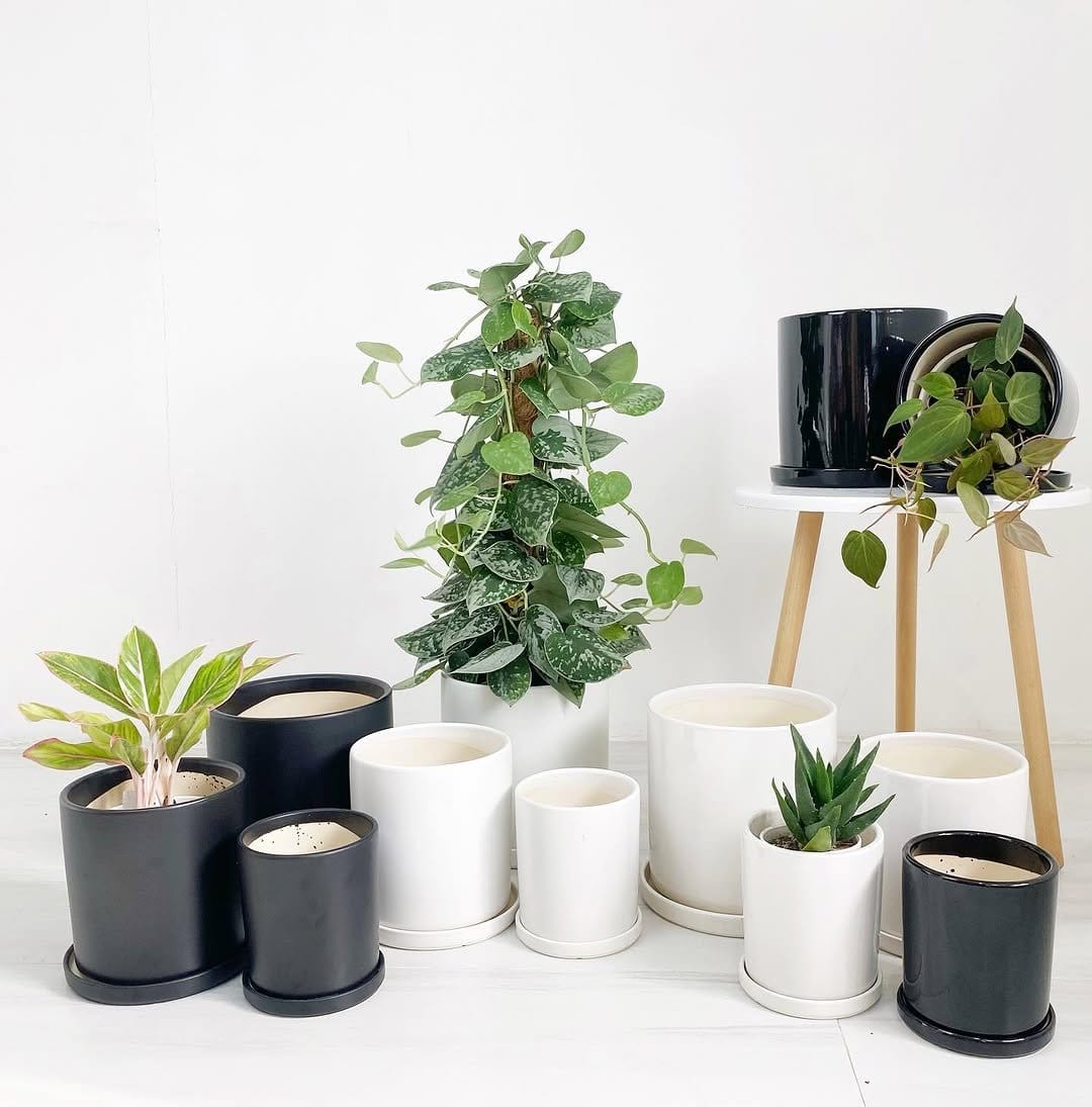 Delicate ferns in vintage ceramic bowl