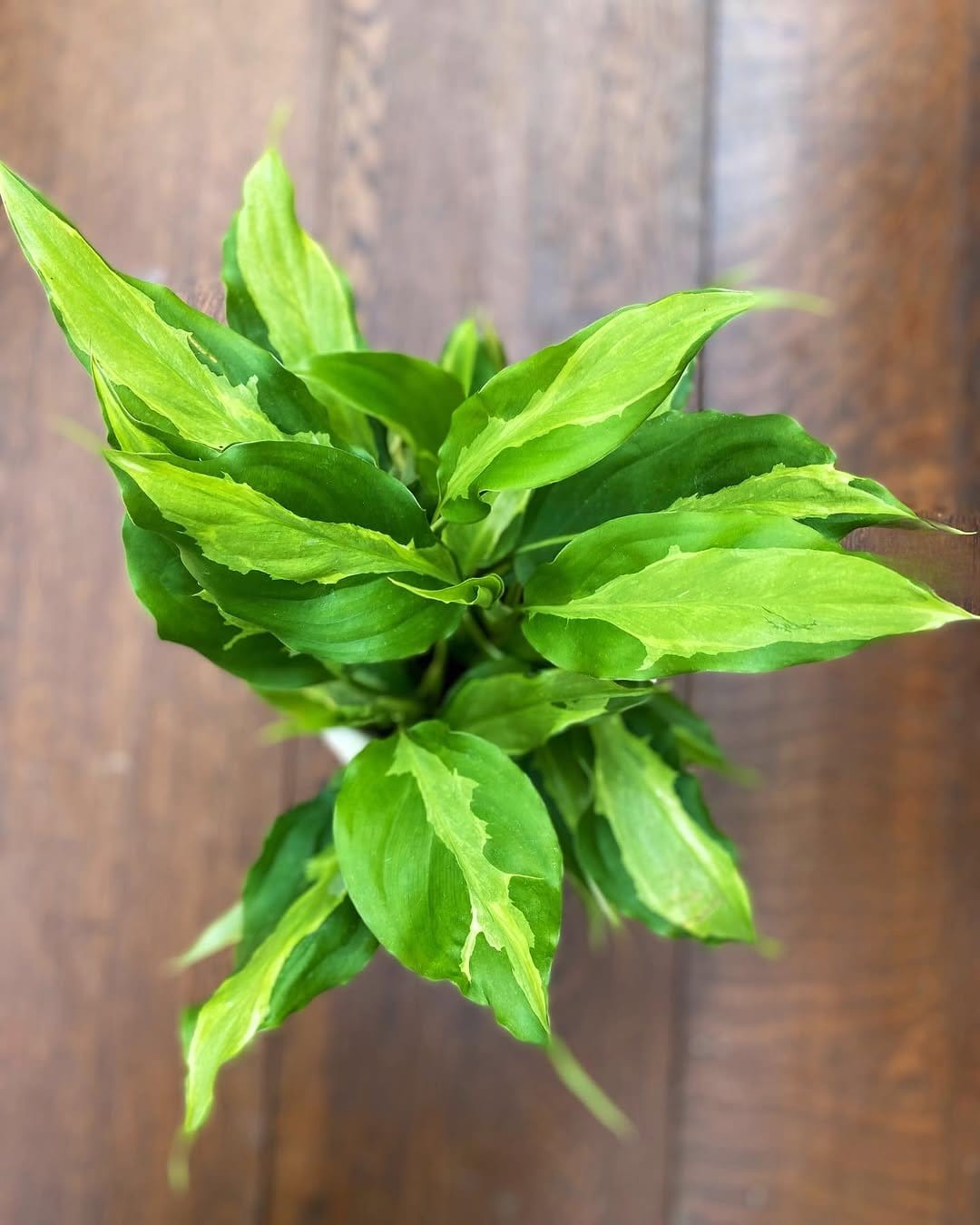 Variegated Chinese evergreen in woven basket