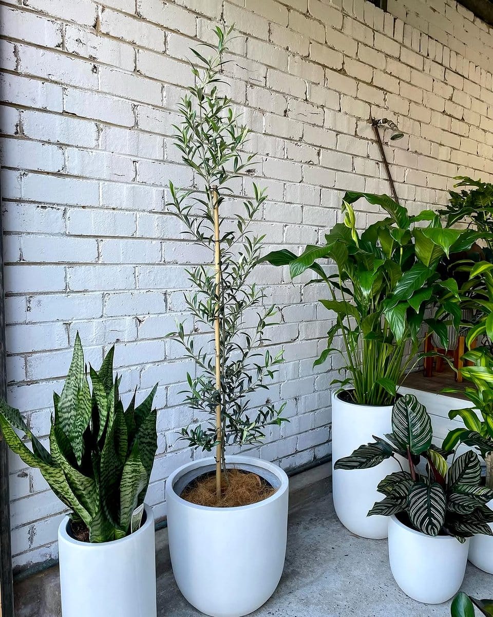 white pots with various plants