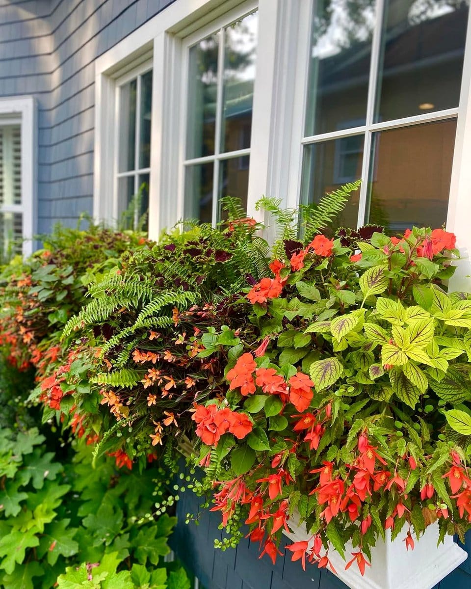burgundy coleus in window box