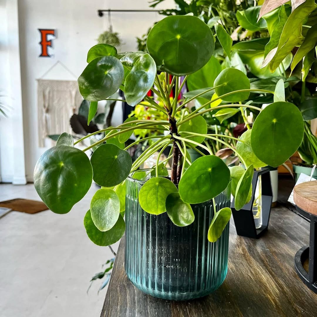 recycled glass plant pots