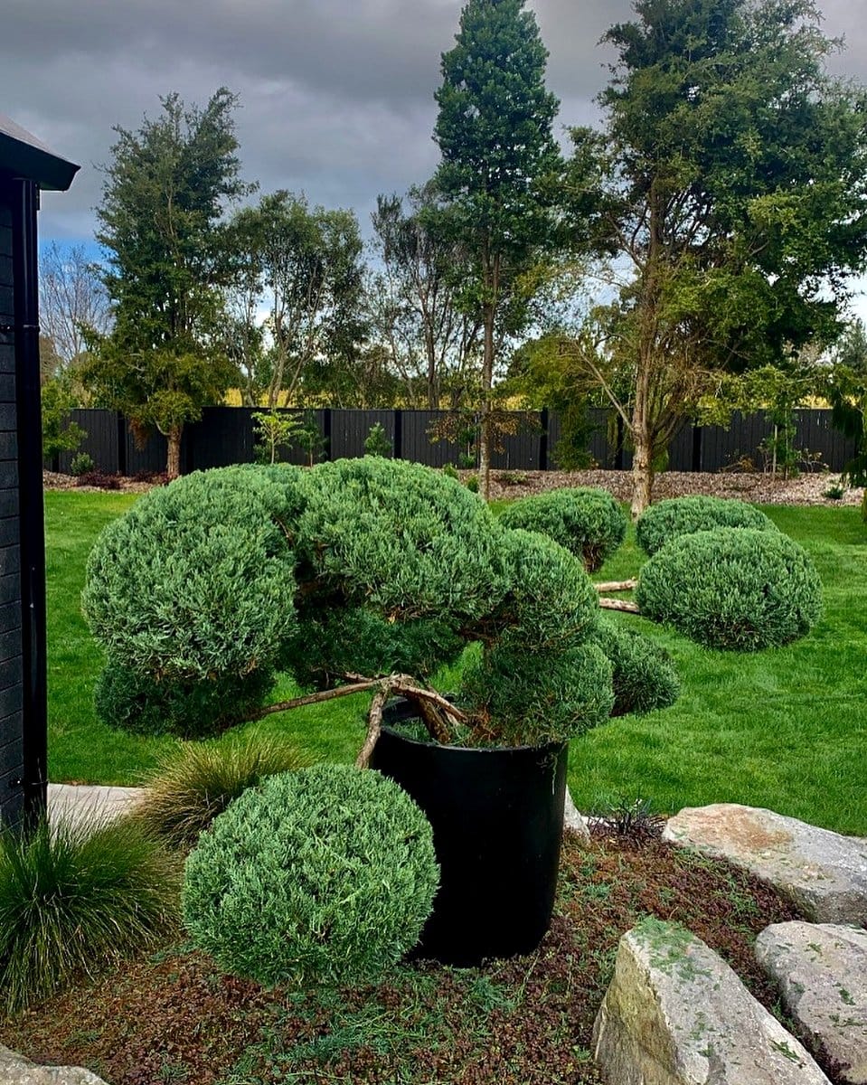 juniper shrubs in landscape