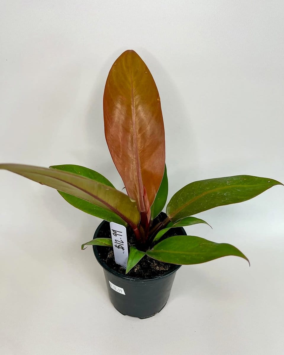 philodendron prince of orange with orange leaves