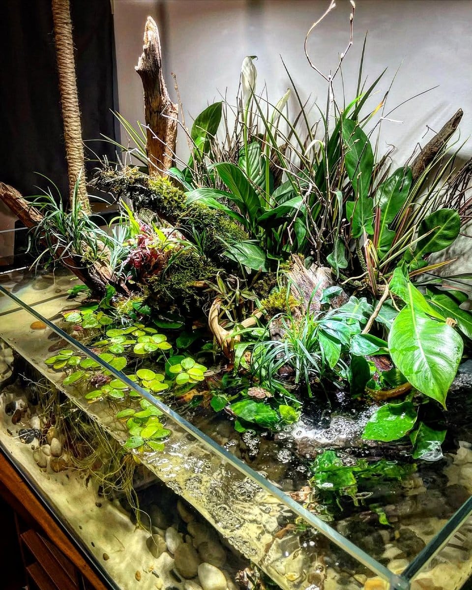 fish tank with hydroponic plants
