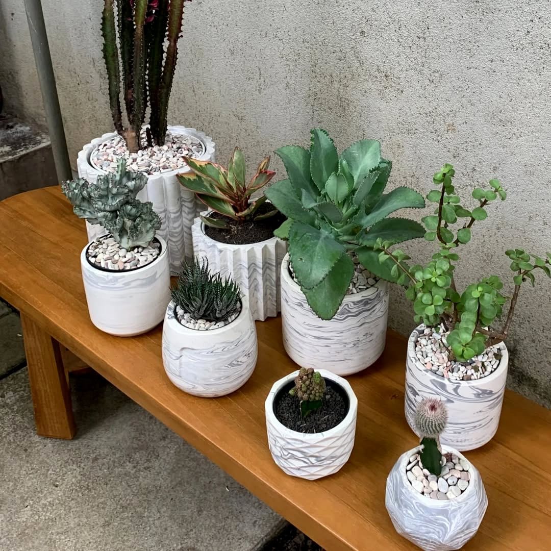 marble pot with cactus