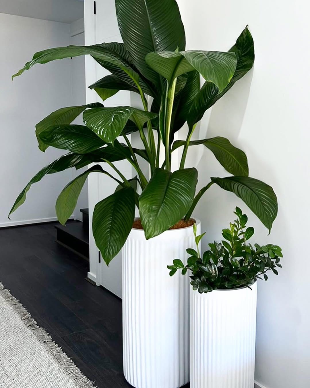 Stately rubber plant in shiny copper pot
