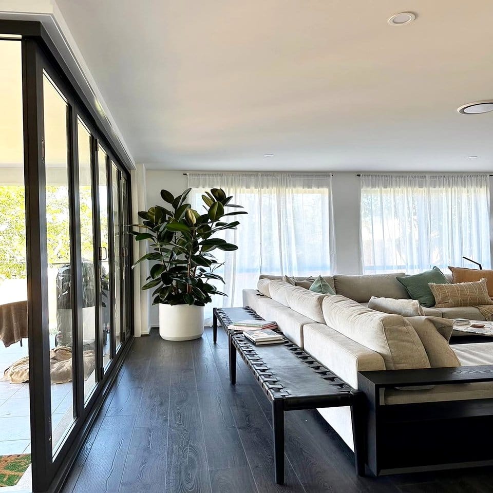 Large rubber plant in corner of minimalist living room