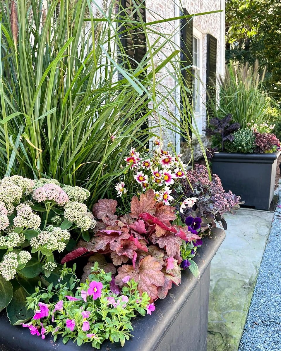 small plant in large pot