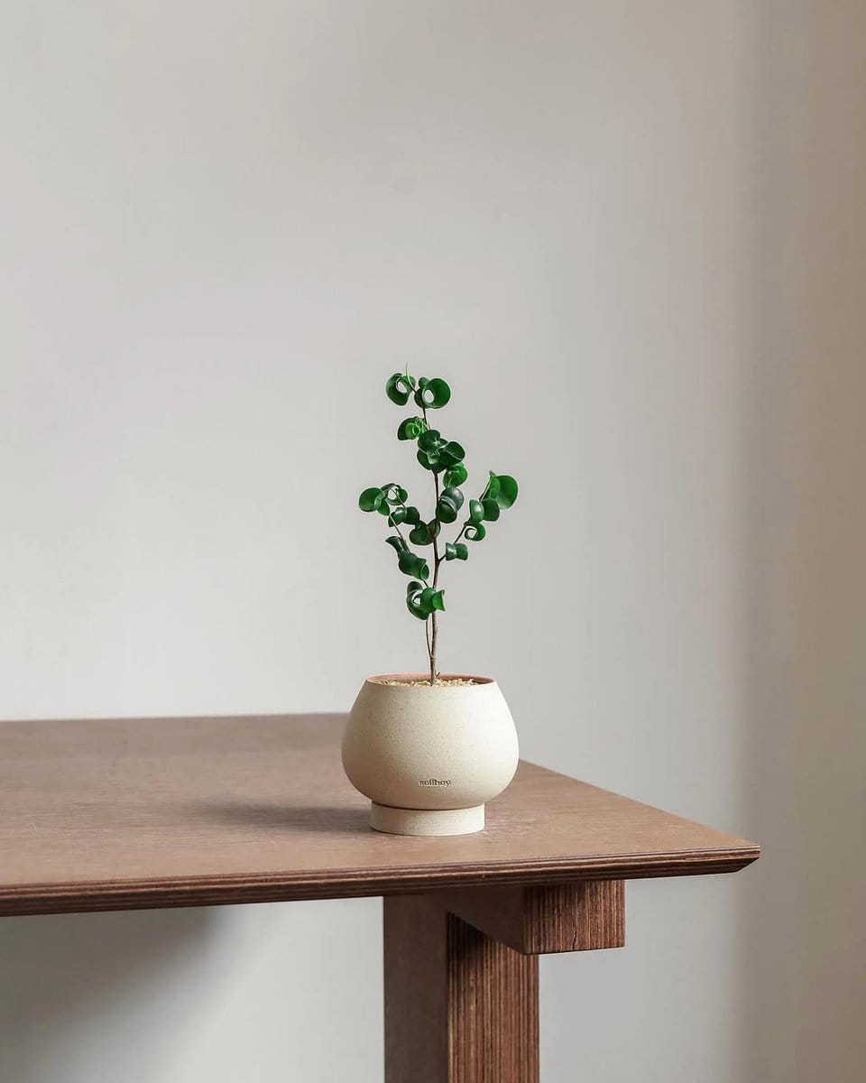 weeping fig in sunlit room