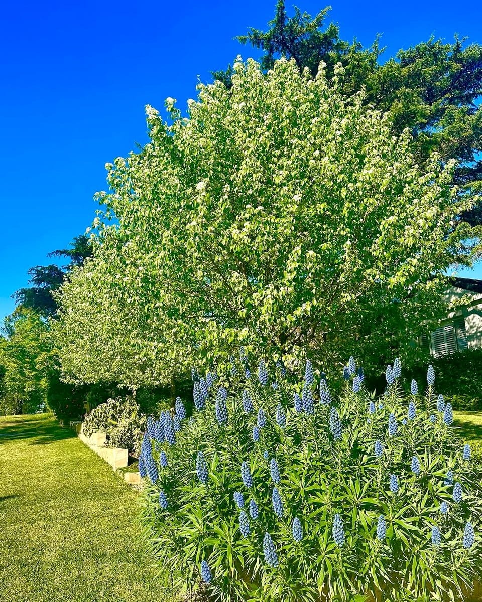 kentia palm in a sunny corner