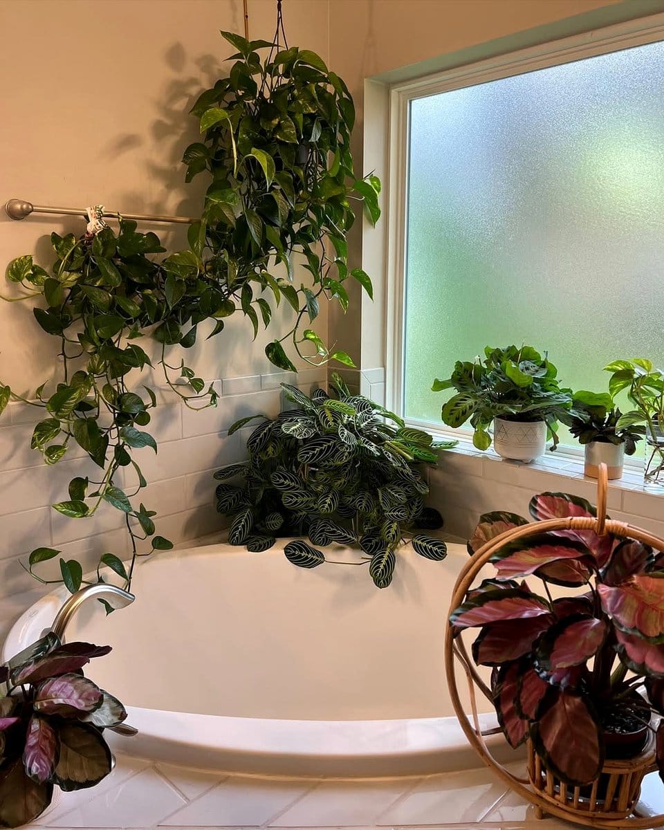 Calathea on a bathroom shelf
