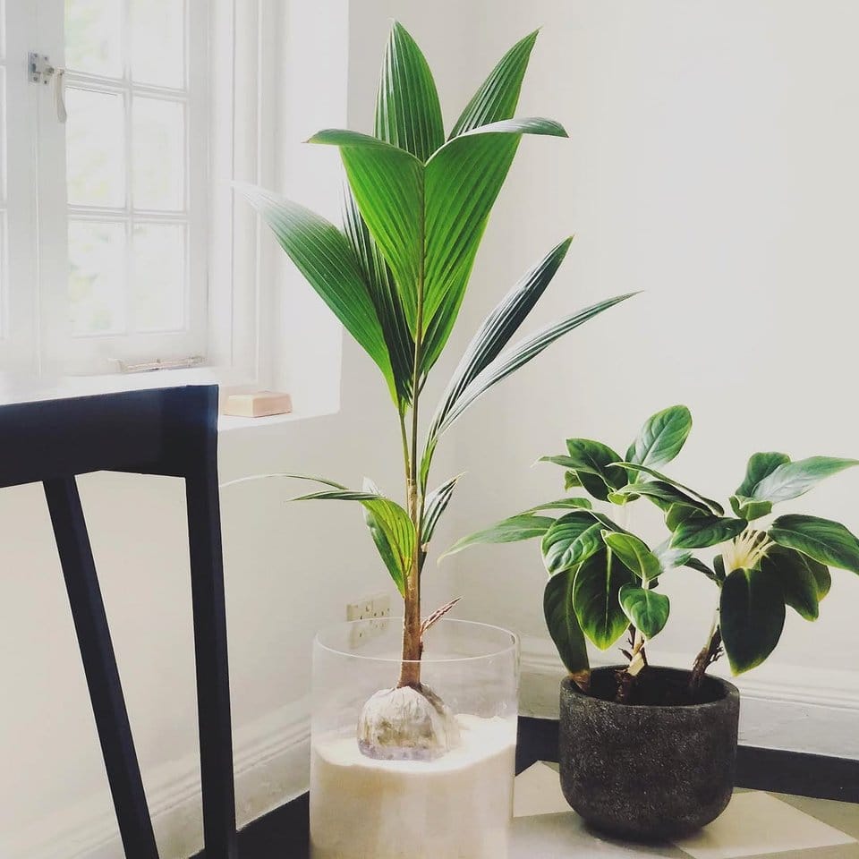 Coconut palm tree in a coastal-themed room