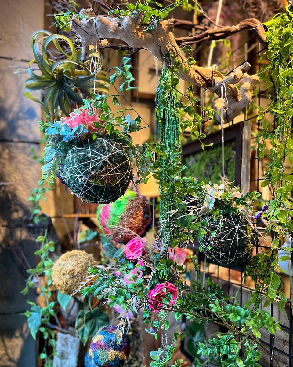kokedama hanging in window