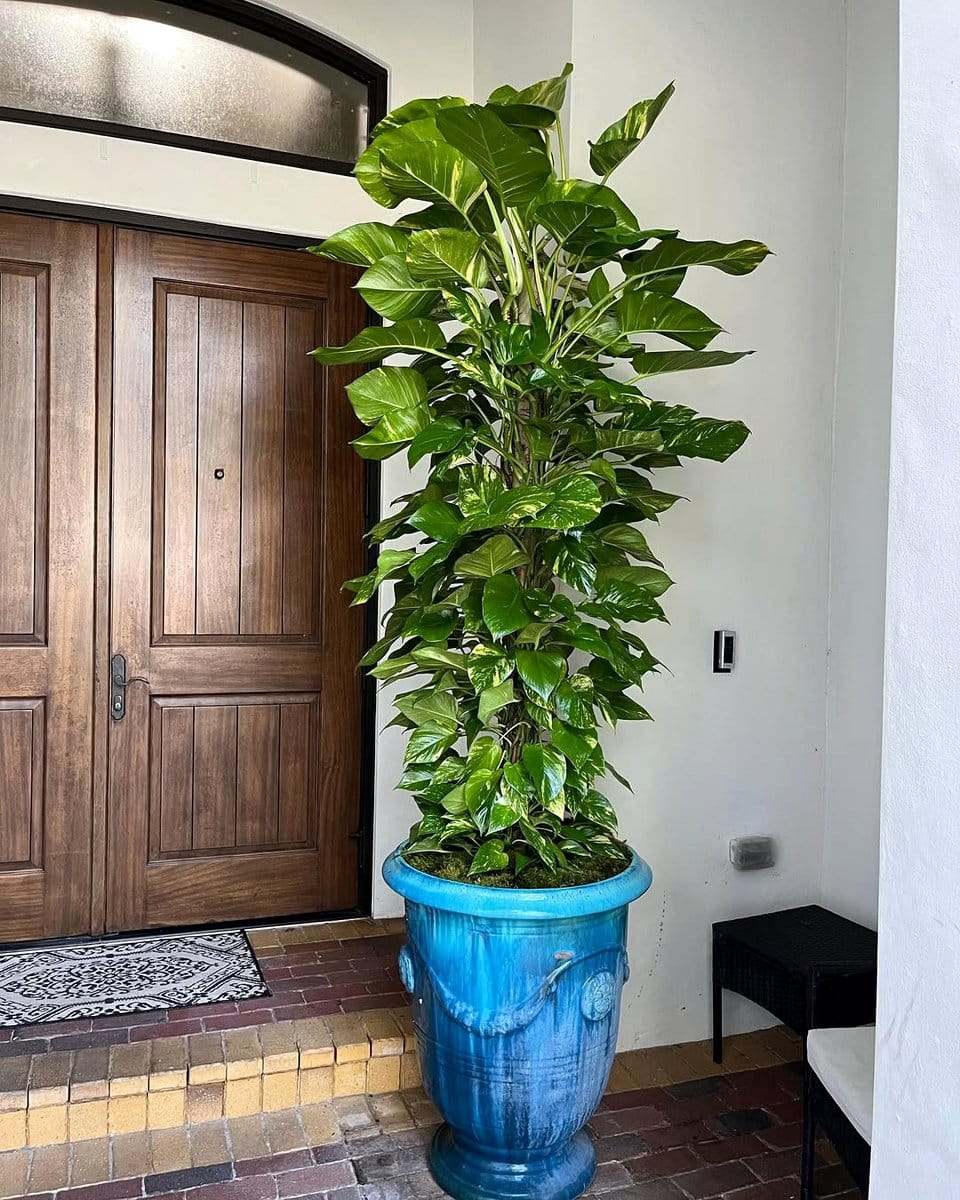 cascading pothos on bookshelf
