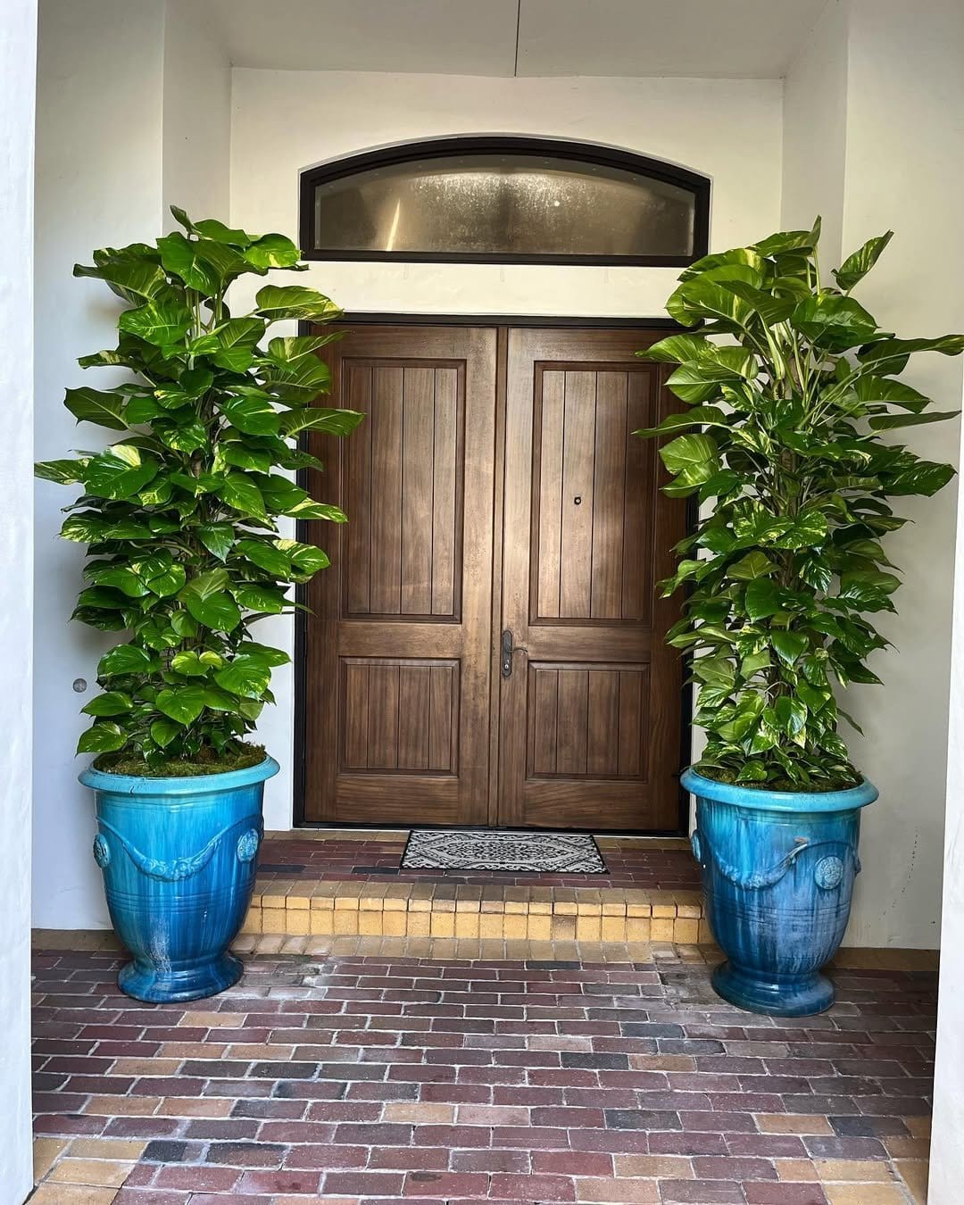 Rich jade pothos in a rustic terracotta pot