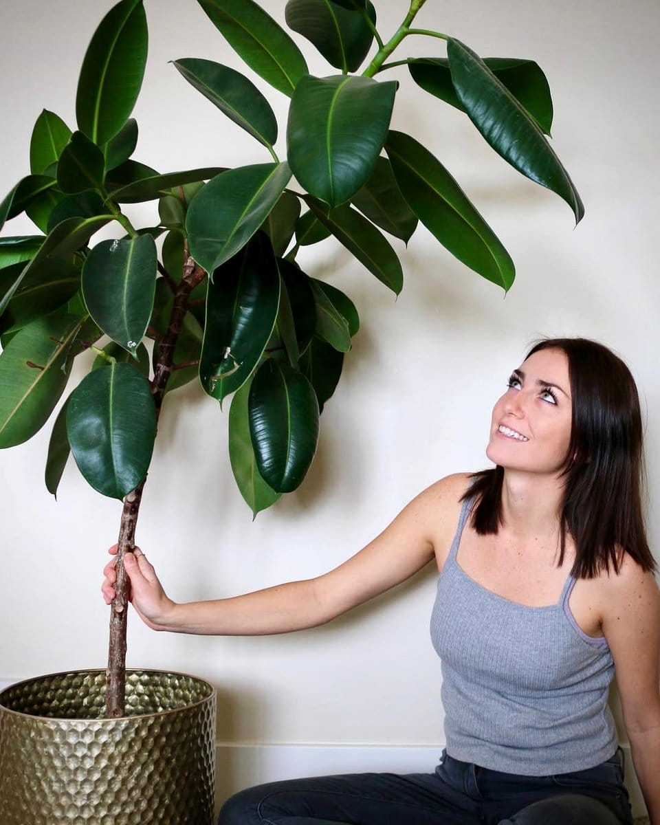 baby rubber plant on shelf
