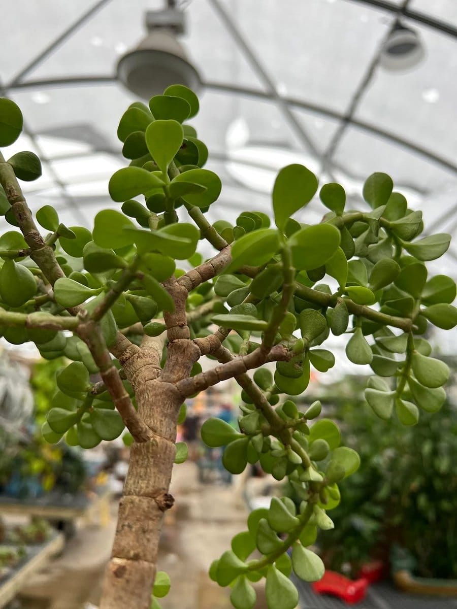 Elephant Bush and Jade Plant on patio
