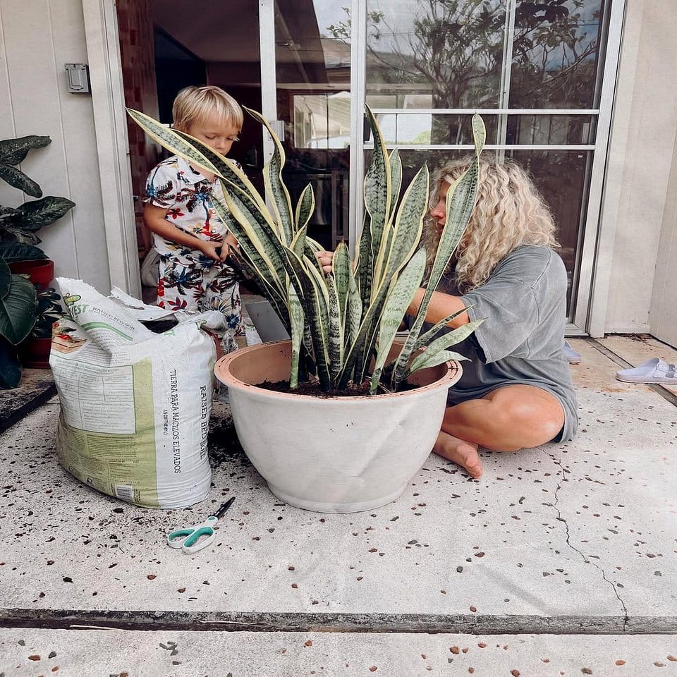 Calming bedroom with snake plants