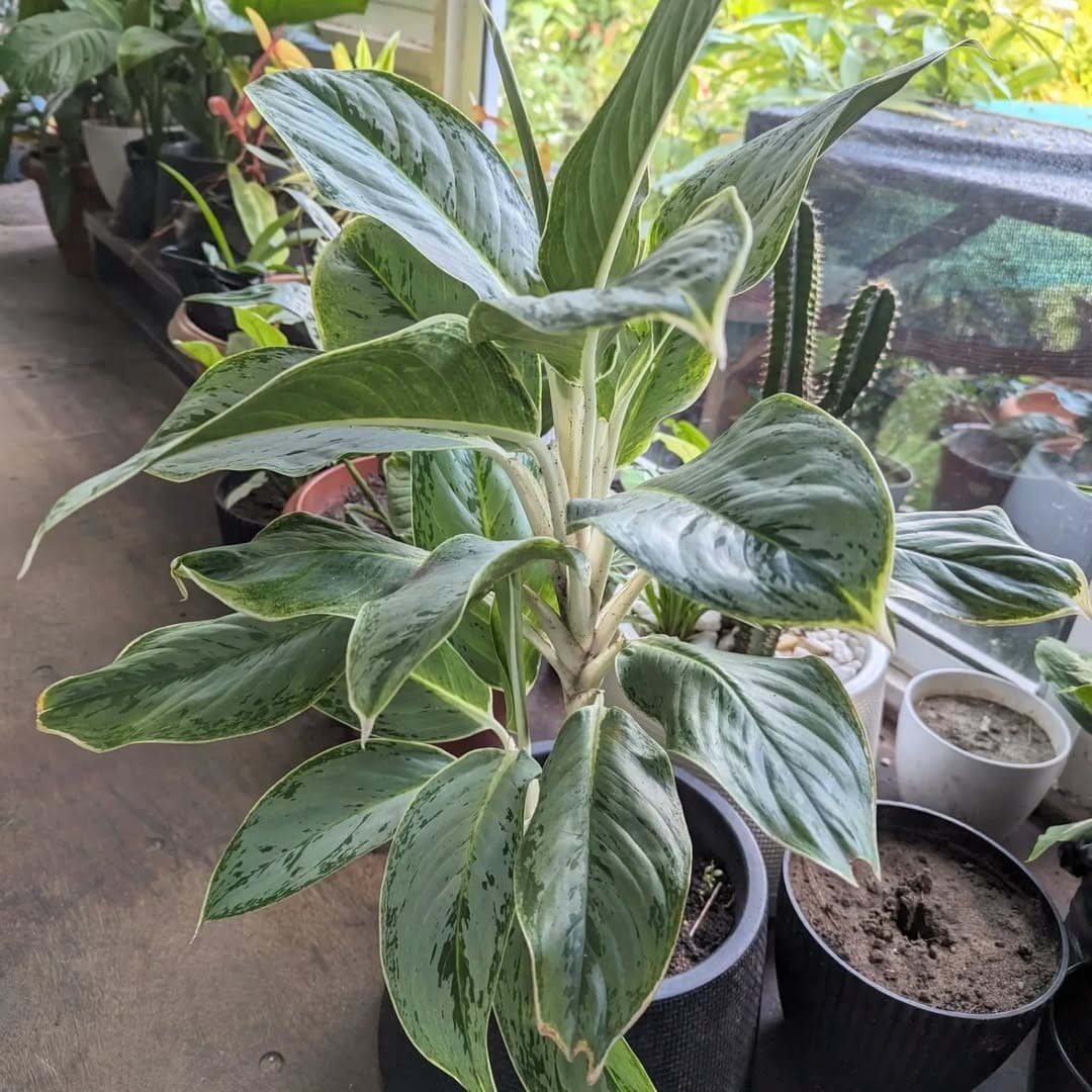 Variegated Chinese evergreen in sleek pot