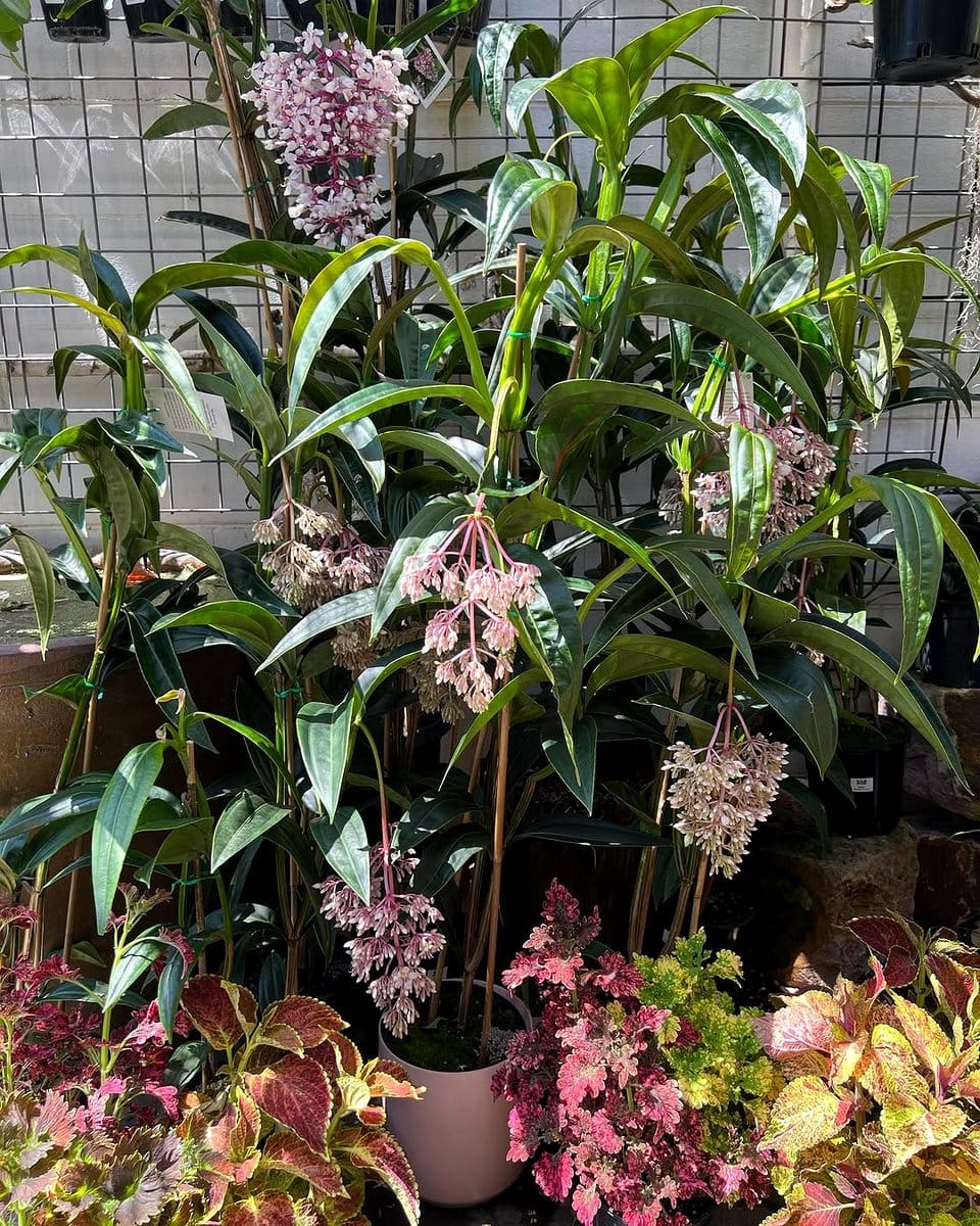 morning light on balcony plants
