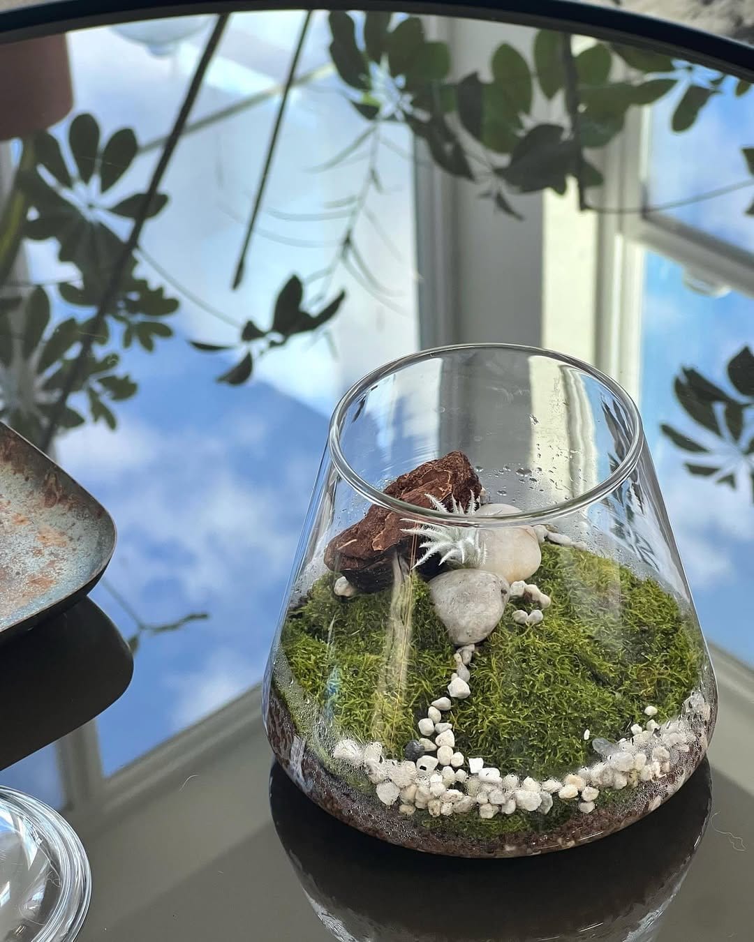 Delicate air plants in glass terrarium