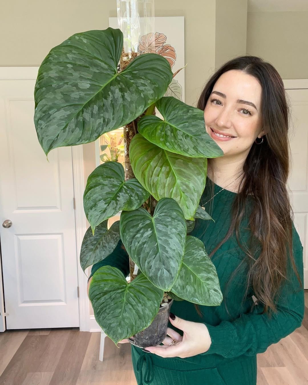 Lush philodendron in hanging basket