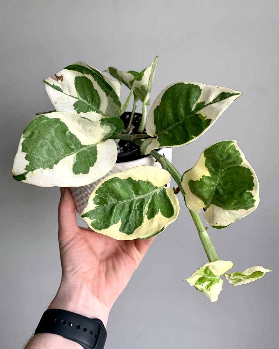 small plant in oversized pot