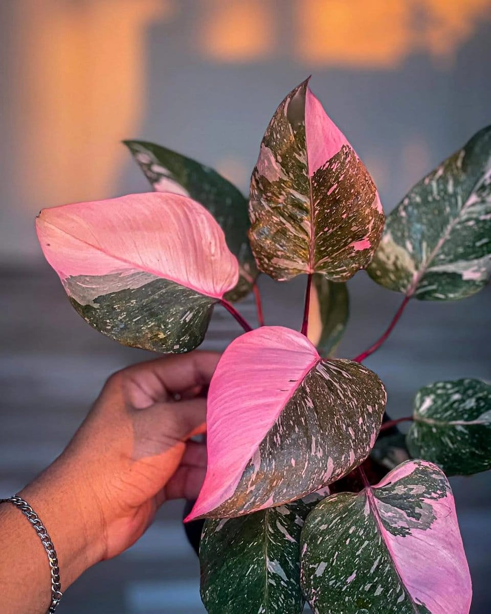 philodendron pink princess with pink variegation