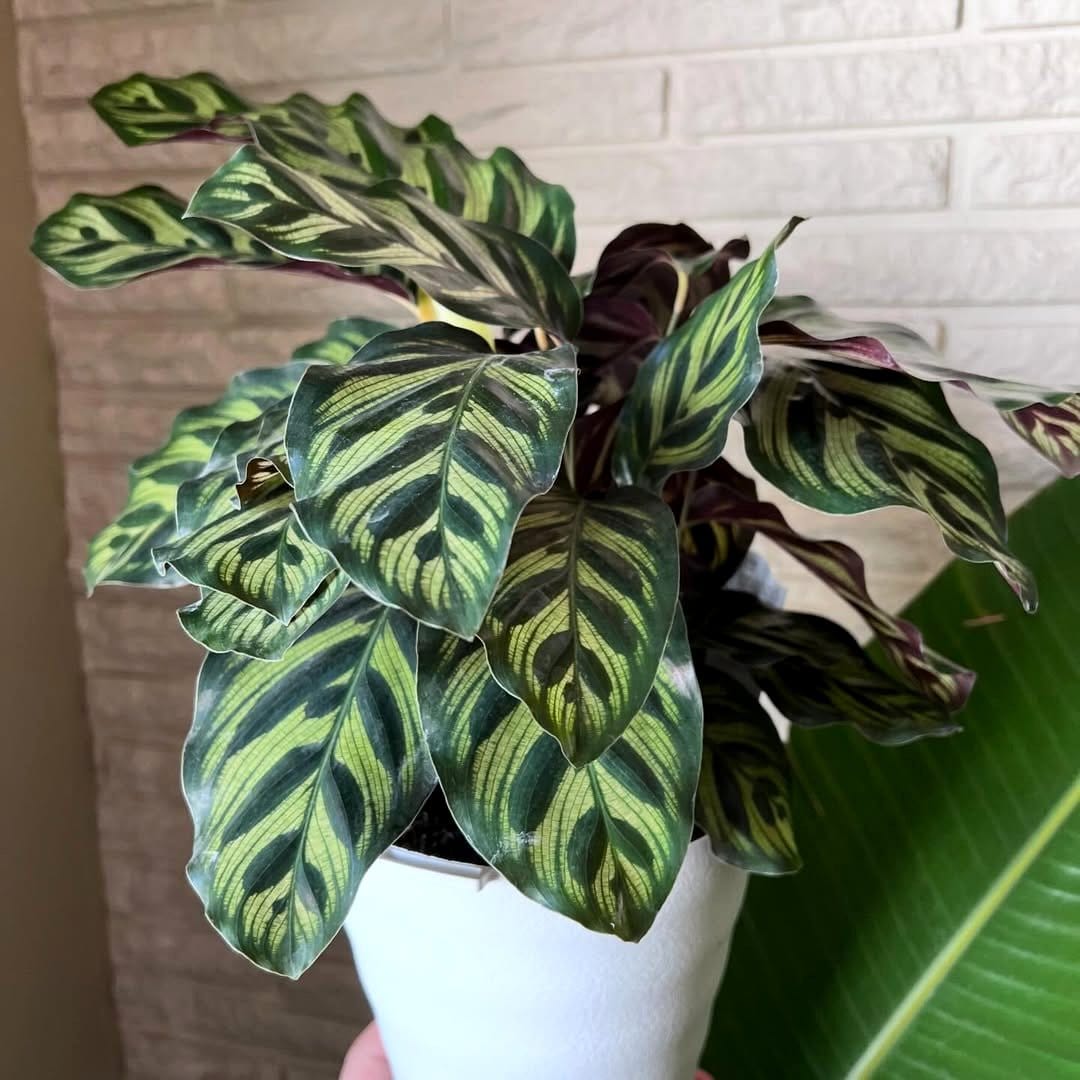 Calathea plant on a wooden pedestal