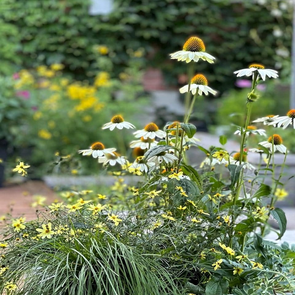 Scandinavian window sill herb garden setup