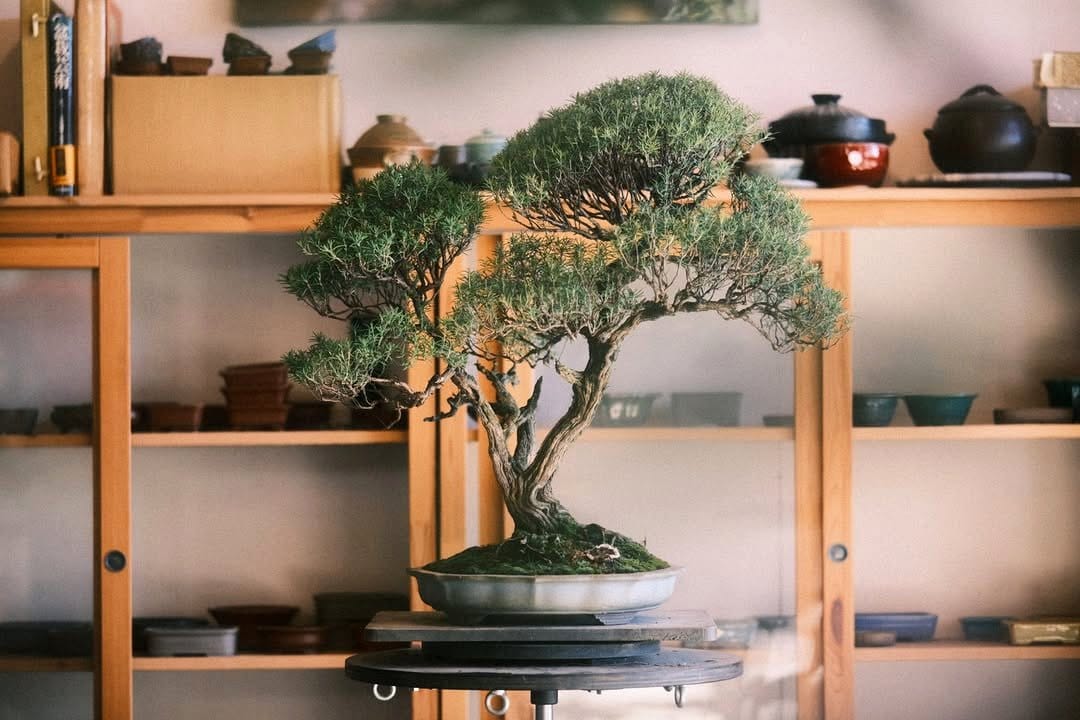 bonsai tree on mantel shelf