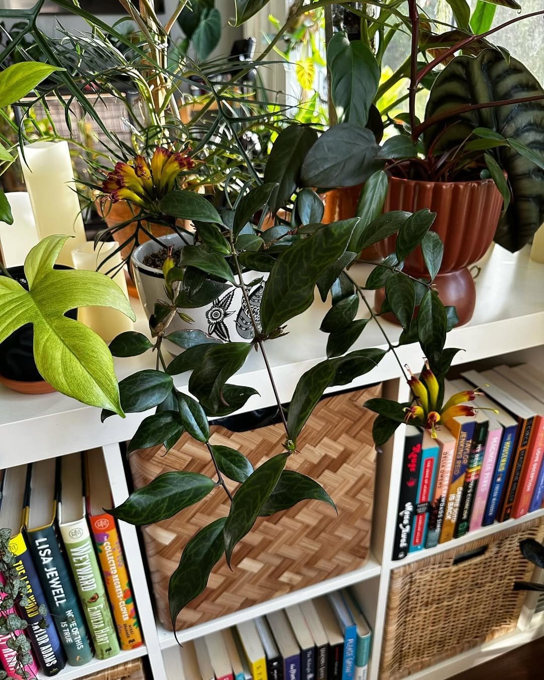 Lush ferns in vertical wooden frame