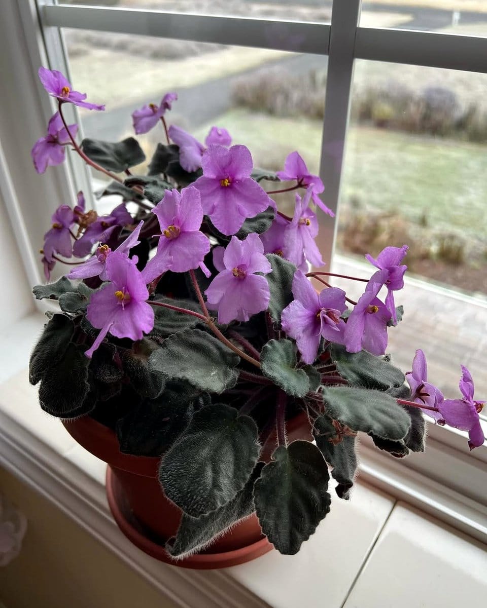 african violet with purple blooms