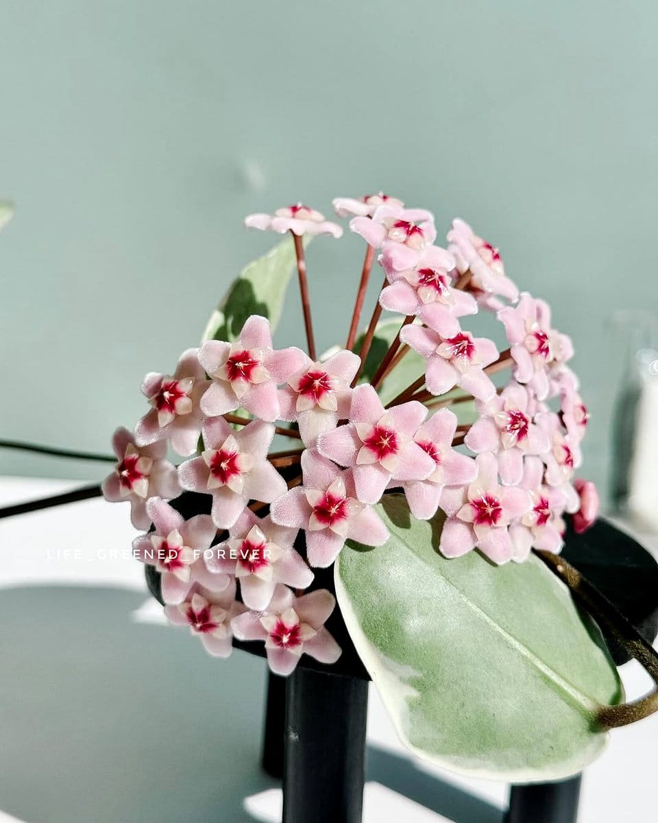 Hoya Krimson Queen with pink highlights