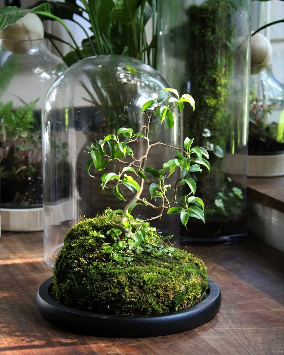 bonsai in glass terrarium
