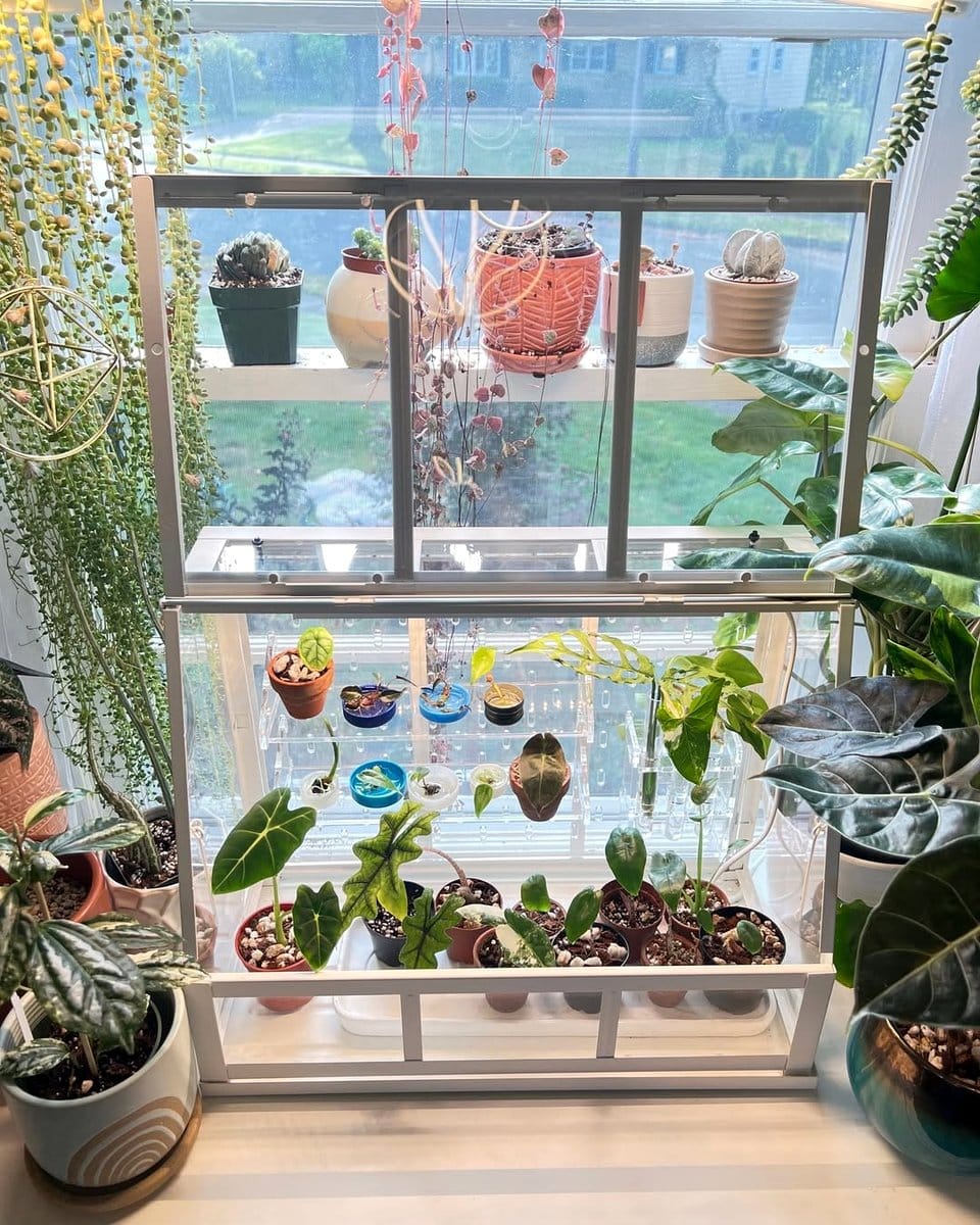air plant display on cabinet