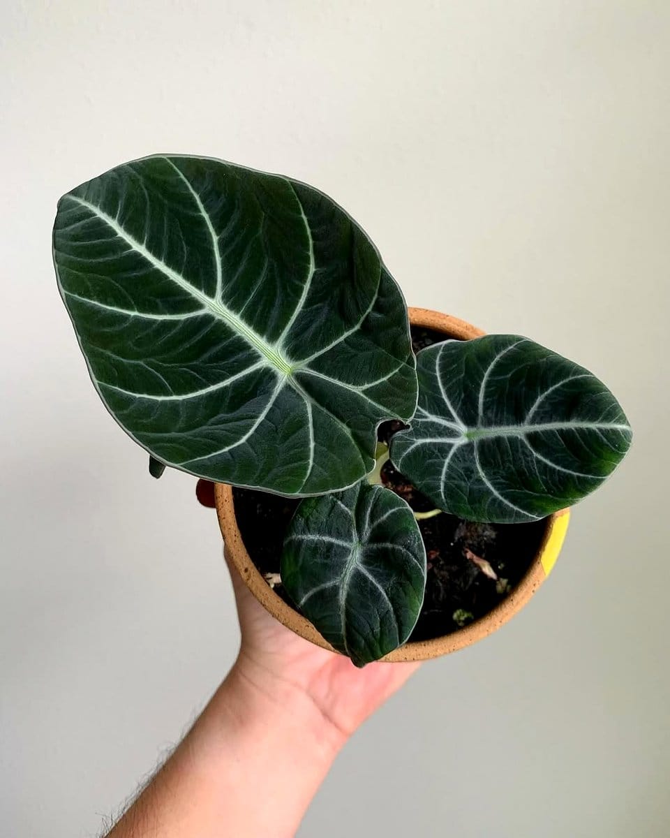 Alocasia in black planter