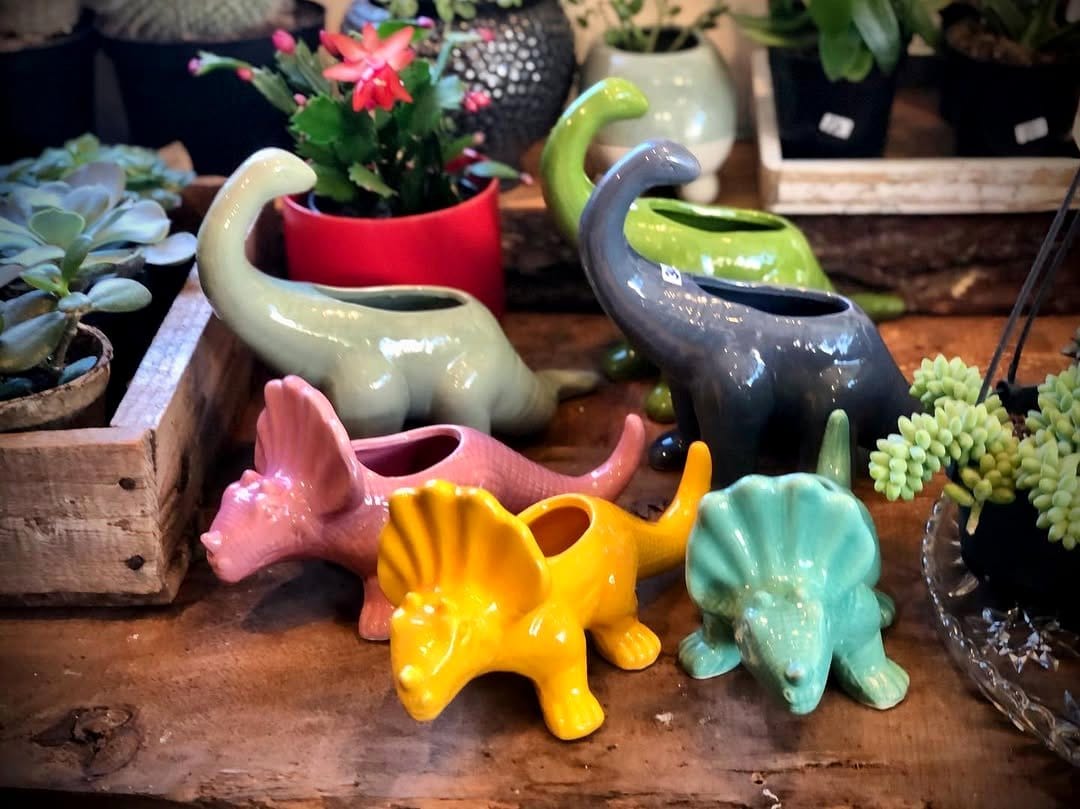 Assorted succulents and cacti on windowsill