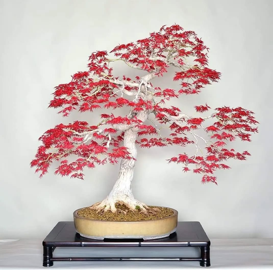 Vibrant Japanese maple bonsai on pedestal