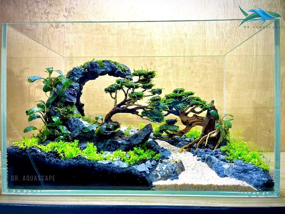 Aquatic plant tank with colorful aquatic flora