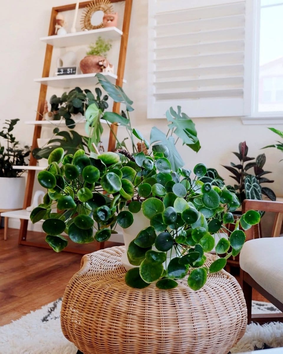 friendship plant with textured leaves