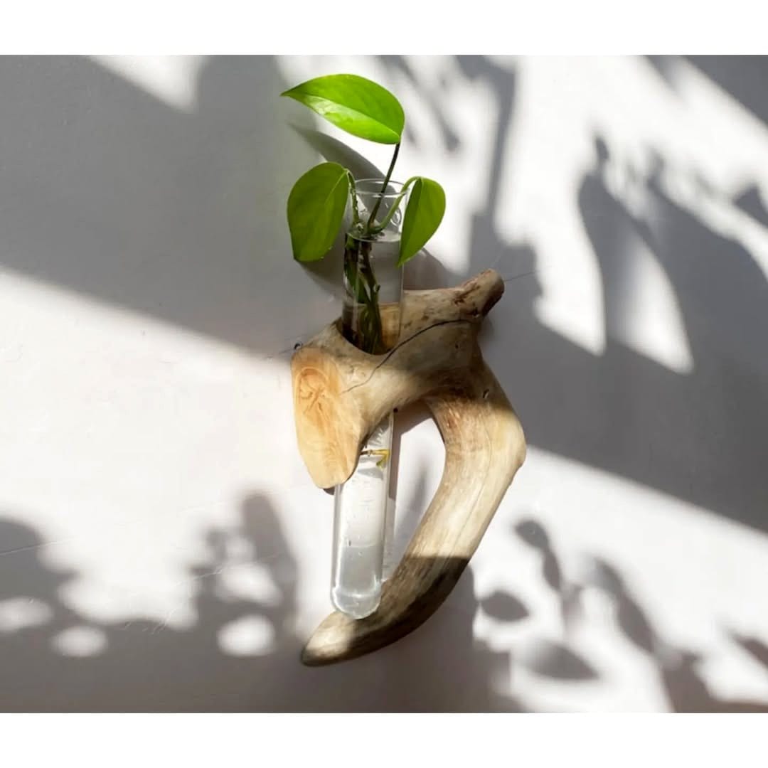 Wall-mounted planter with pothos