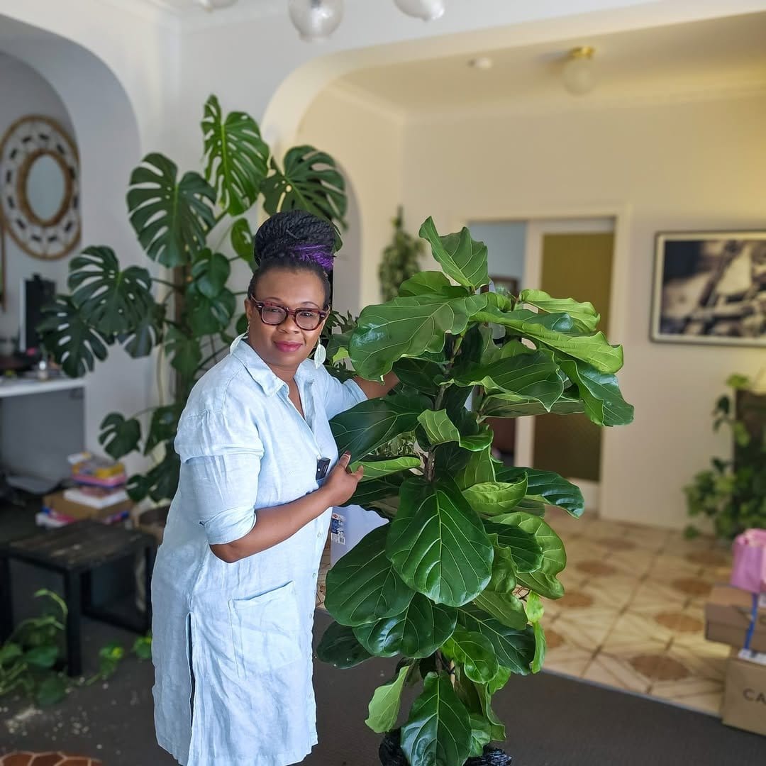 Large fiddle leaf fig in chic planter