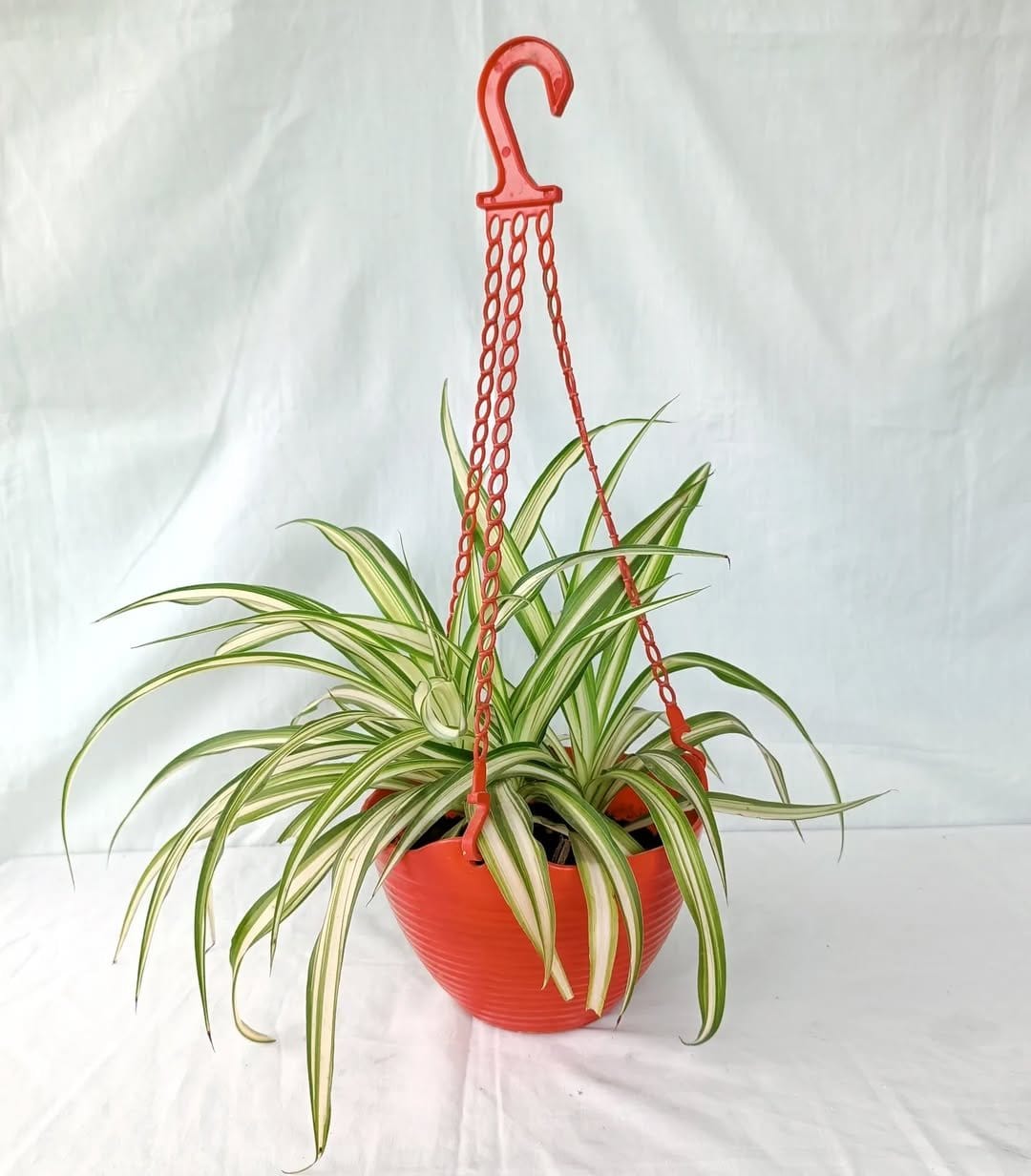 Bushy spider plant in hanging basket