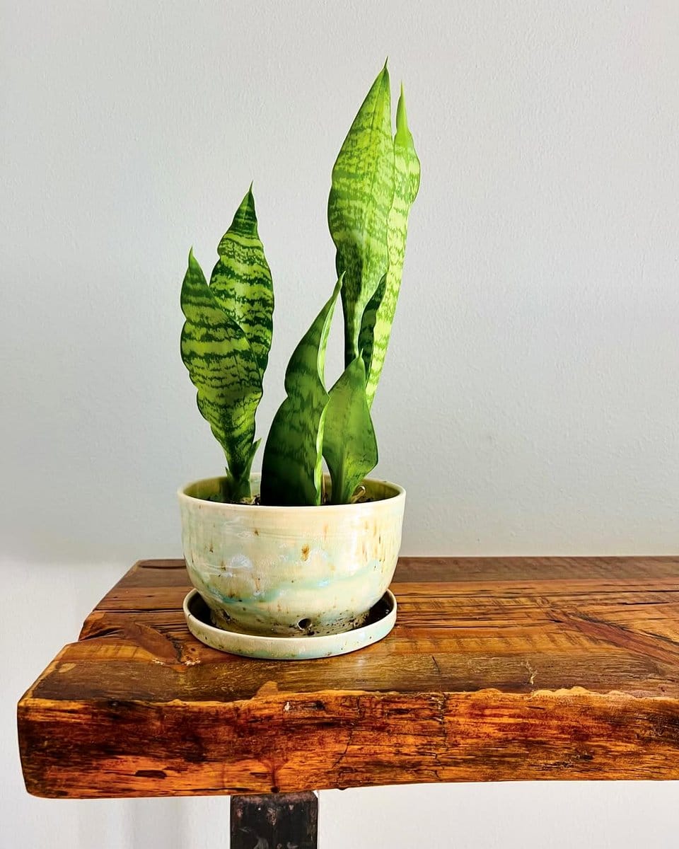 glazed pottery planter with snake plant