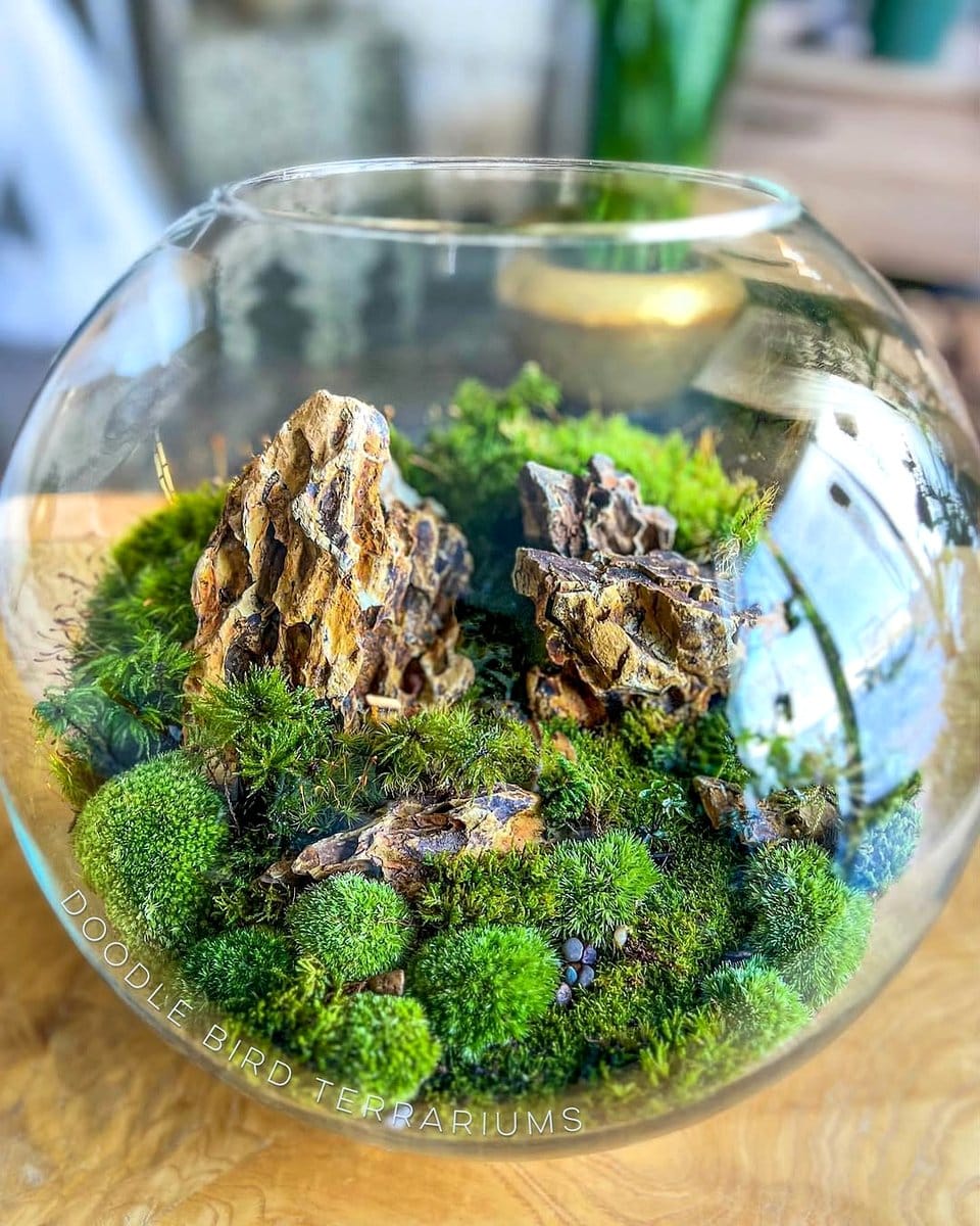 closed glass terrarium with moss